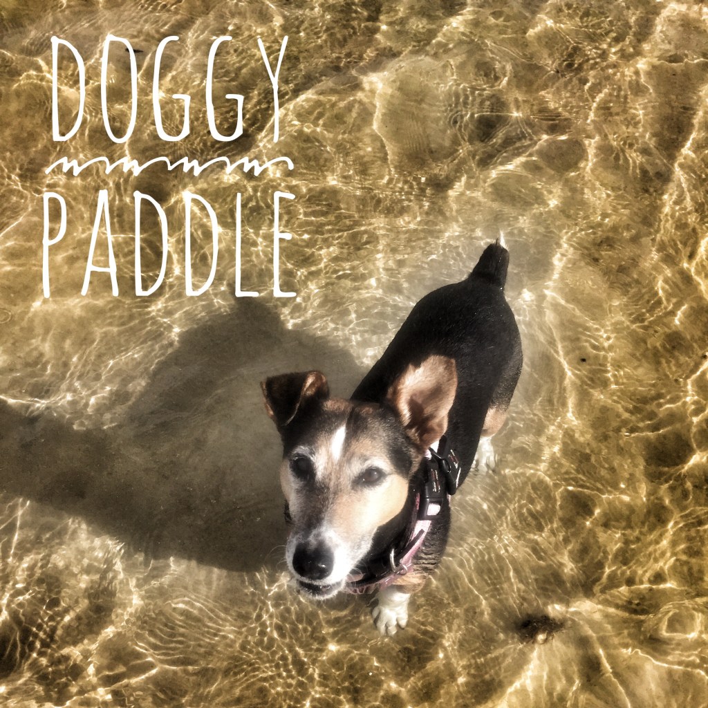 Doggy paddle - dog swimming in Tarifa