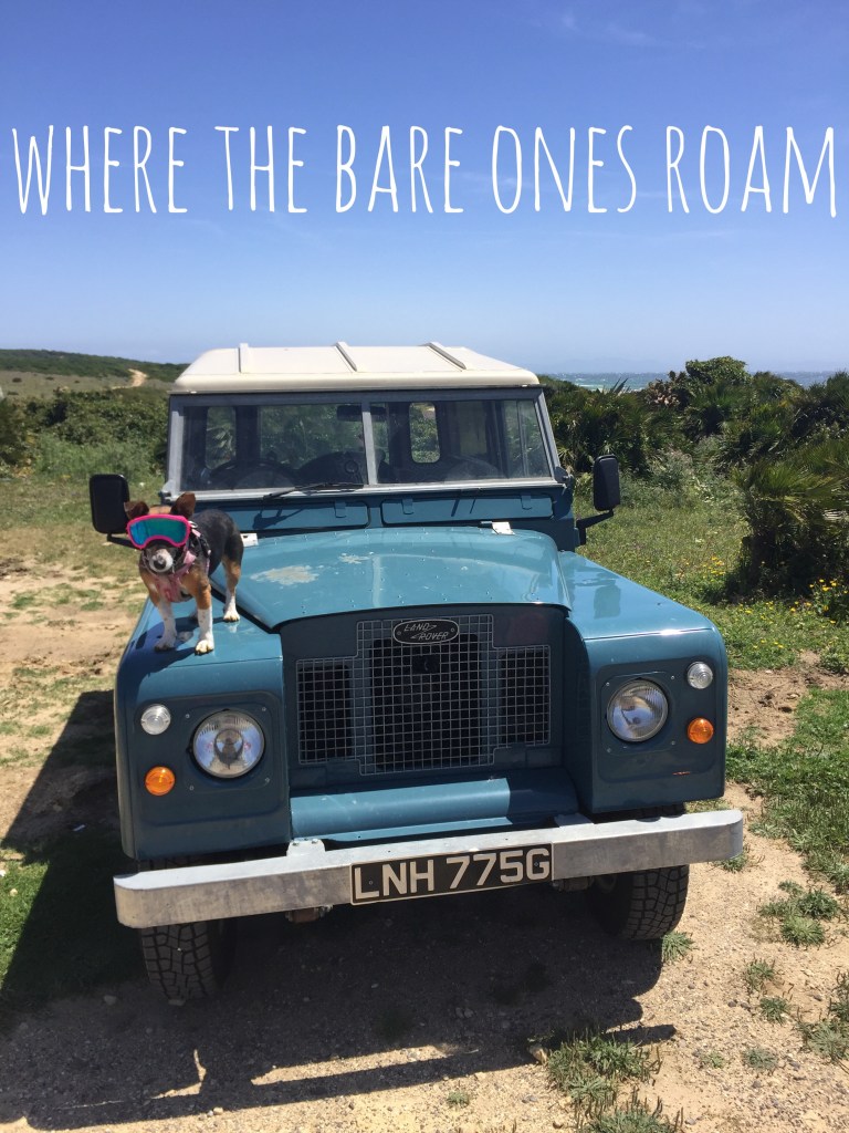 Where the bear ones roam